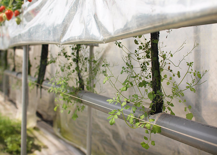 たわわに実ったいちごたち