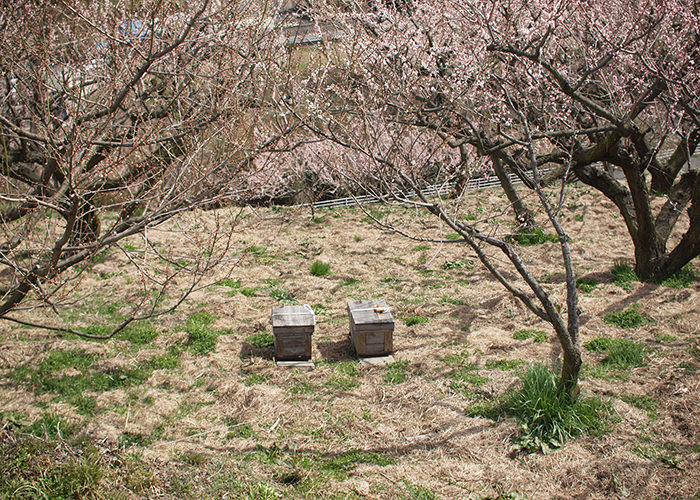 ミツバチの巣箱