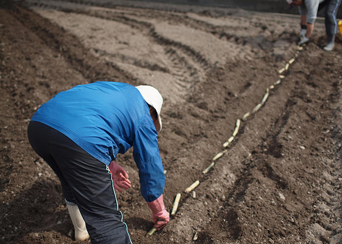 三盆糖の原材料となる砂糖黍