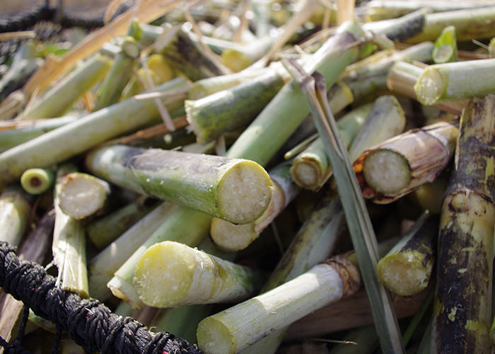 瑞々しい切り口