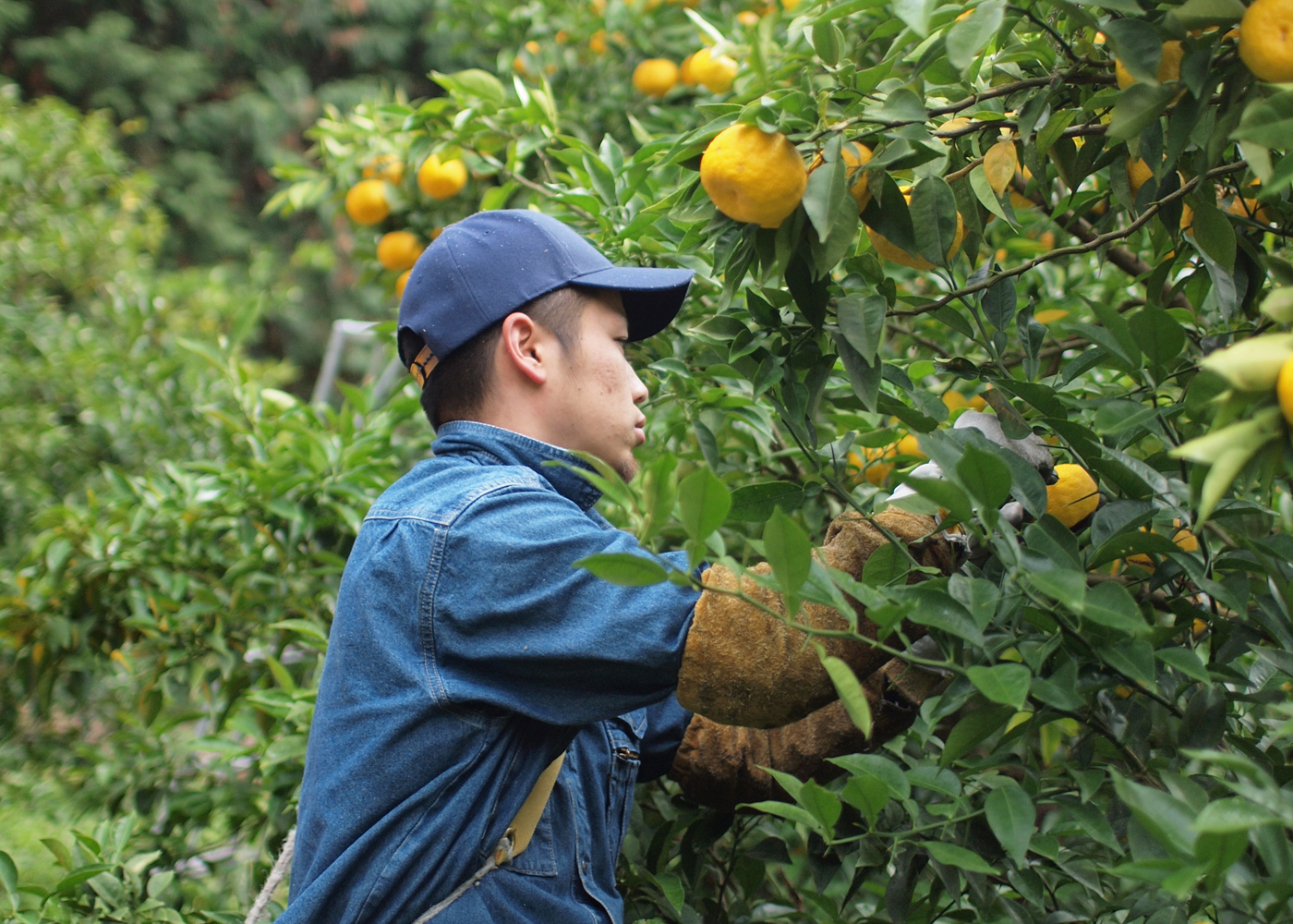 柚子へのこだわり