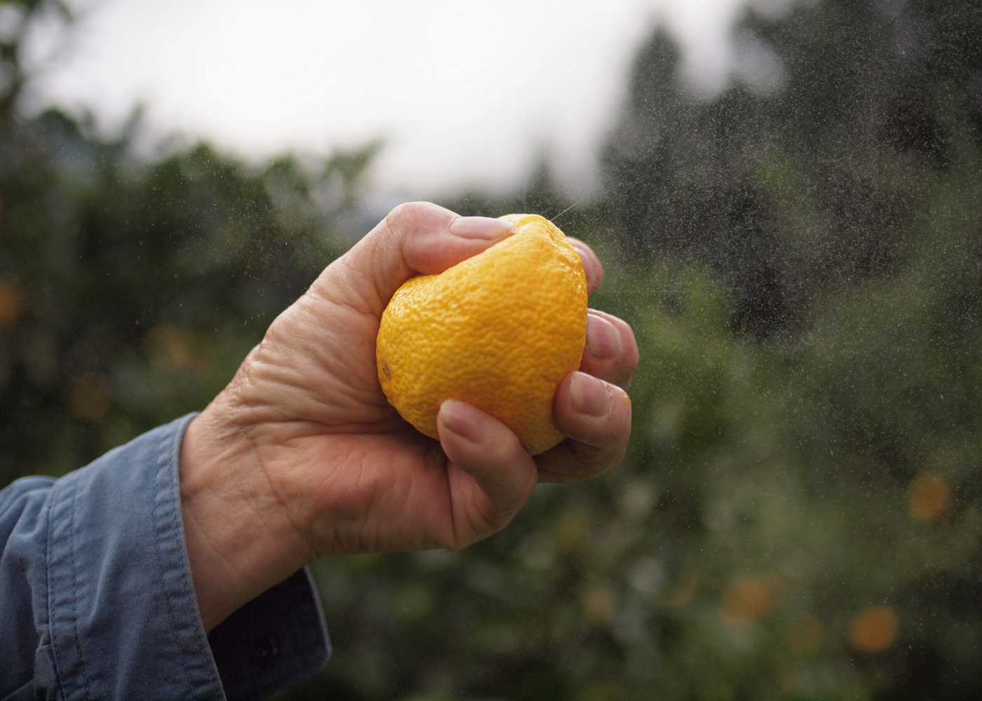 柚子へのこだわり