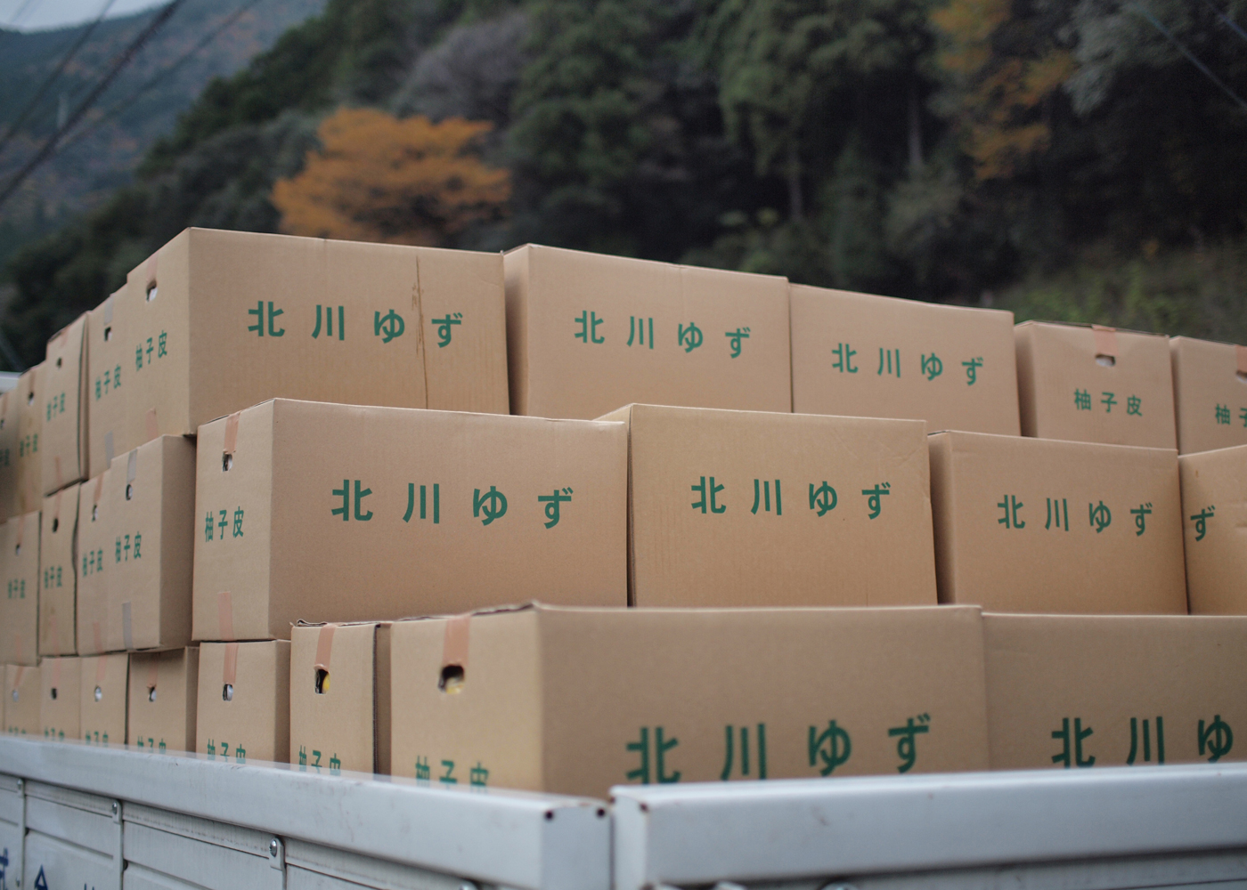 北川村を旅立つ柚子